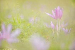 Colchicum autumnale / Herbstzeitlose