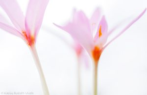 Colchicum autumnale / Herbstzeitlose