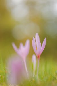 Colchicum autumnale / Herbstzeitlose