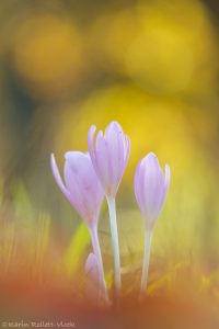 Colchicum autumnale / Herbstzeitlose