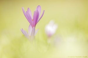 Colchicum autumnale / Herbstzeitlose