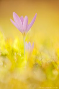 Colchicum autumnale / Herbstzeitlose