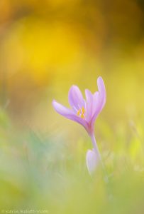 Colchicum autumnale / Herbstzeitlose