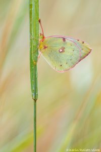 Colias ssp. / Gelbling