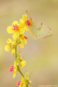 Colias ssp. / Gelbling