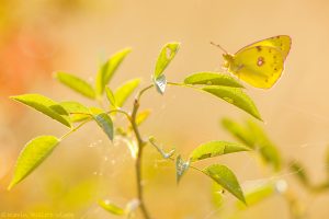 Colias ssp. / Gelbling