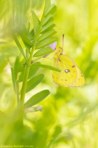 Colias ssp. / Gelbling