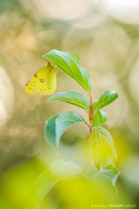 Colias ssp. / Gelbling