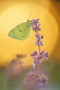 Colias ssp. / Gelbling