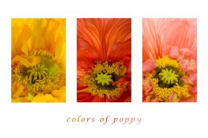 colors of poppy