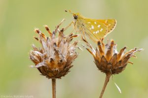 Hesperia comma / Komma-Dickkopffalter / Silver-spotted skipper