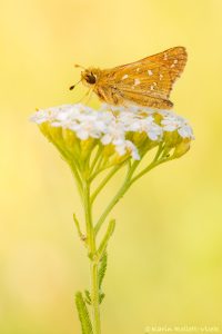 Hesperia comma / Komma-Dickkopffalter / Silver-spotted skipper