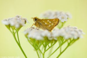 Hesperia comma / Komma-Dickkopffalter / Silver-spotted skipper