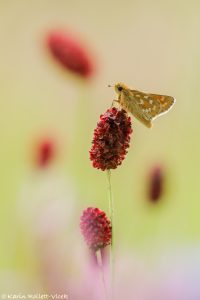 Hesperia comma / Komma-Dickkopffalter / Silver-spotted skipper