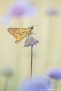 Hesperia comma / Komma-Dickkopffalter / Silver-spotted skipper