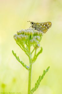 Hesperia comma / Komma-Dickkopffalter / Silver-spotted skipper