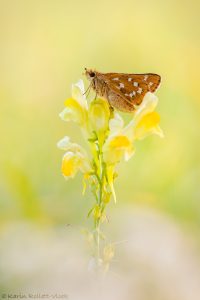 Hesperia comma / Komma-Dickkopffalter / Silver-spotted skipper