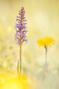 Gymnadenia conopsea / Mücken-Händelwurz / Fragrant orchid