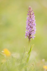 Gymnadenia conopsea / Mücken-Händelwurz / Fragrant orchid