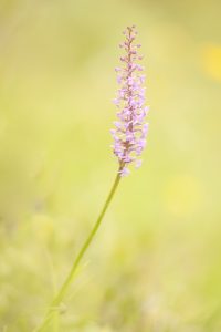 Gymnadenia conopsea / Mücken-Händelwurz / Fragrant orchid