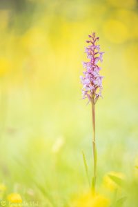 Gymnadenia conopsea / Mücken-Händelwurz / Fragrant orchid