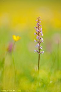 Gymnadenia conopsea / Mücken-Händelwurz / Fragrant orchid