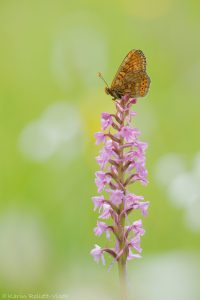 Gymnadenia conopsea / Mücken-Händelwurz / Fragrant orchid