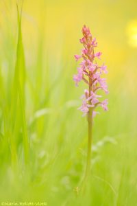 Gymnadenia conopsea / Mücken-Händelwurz / Fragrant orchid