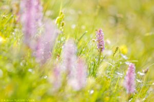 Gymnadenia conopsea / Mücken-Händelwurz / Fragrant orchid