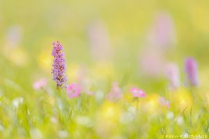 Gymnadenia conopsea / Mücken-Händelwurz / Fragrant orchid