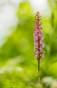 Gymnadenia conopsea / Mücken-Händelwurz / Fragrant orchid