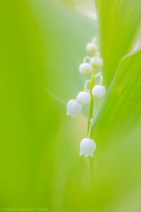 Convallaria majalis / Maiglöckchen