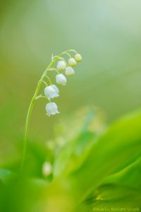 Convallaria majalis / Maiglöckchen