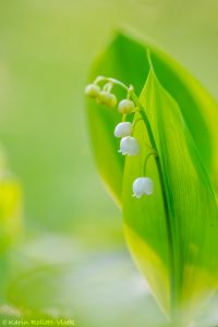 Convallaria majalis / Maiglöckchen