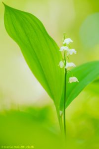 Convallaria majalis / Maiglöckchen