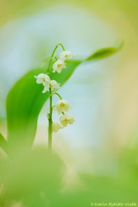 Convallaria majalis / Maiglöckchen