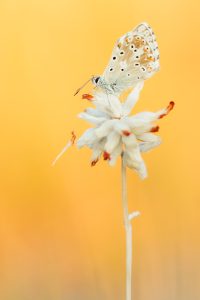 Lysandra coridon / Silbergrüner Bläuling / Chalkhill blue