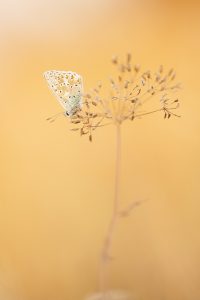 Lysandra coridon / Silbergrüner Bläuling / Chalkhill blue