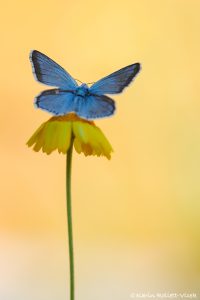 Lysandra coridon / Silbergrüner Bläuling / Chalkhill blue