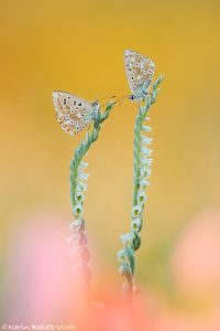 Lysandra coridon / Silbergrüner Bläuling / Chalkhill blue