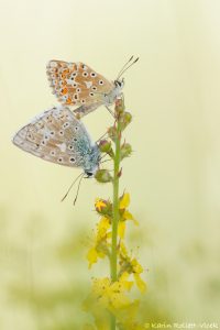 Lysandra coridon / Silbergrüner Bläuling / Chalkhill blue