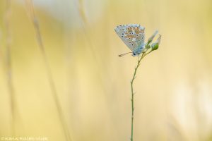 Lysandra coridon / Silbergrüner Bläuling / Chalkhill blue