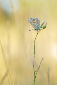 Lysandra coridon / Silbergrüner Bläuling / Chalkhill blue