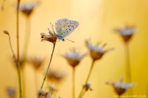 Lysandra coridon / Silbergrüner Bläuling / Chalkhill blue