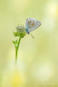 Lysandra coridon / Silbergrüner Bläuling / Chalkhill blue