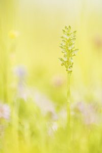 Anacamptis coriophora / Wanzen-Knabenkraut / Bug orchid