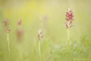 Anacamptis coriophora / Wanzen-Knabenkraut / Bug orchid