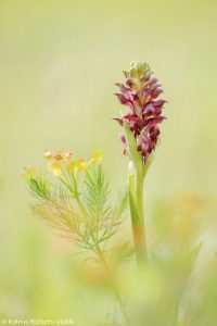 Anacamptis coriophora / Wanzen-Knabenkraut / Bug orchid