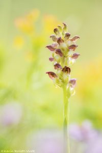 Anacamptis coriophora / Wanzen-Knabenkraut / Bug orchid