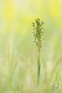 Anacamptis coriophora / Wanzen-Knabenkraut / Bug orchid